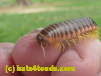 /home//u458753944/public_html/sourcegallery////////////////Insects and small critters/millipedes and centipedes/P1060952.JPG